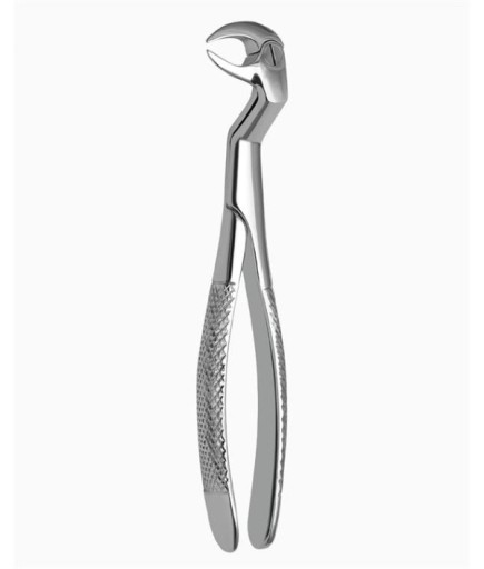 Queen  Davyesi Fig- 86 1-2R 22 5Cm - QEFCH110