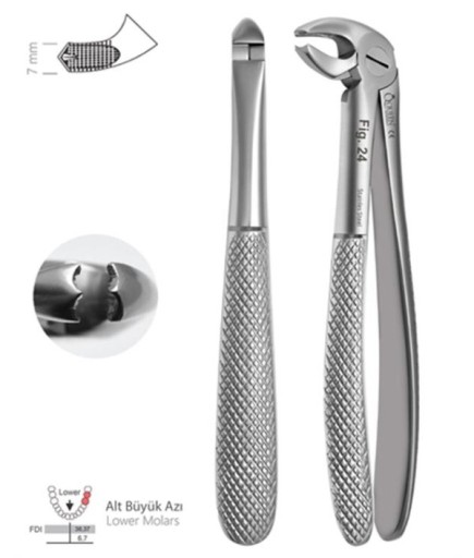 Queen  Alt Molar Davyesi Fig- 24 6 7Mm 16 6Cm - QEFLM098