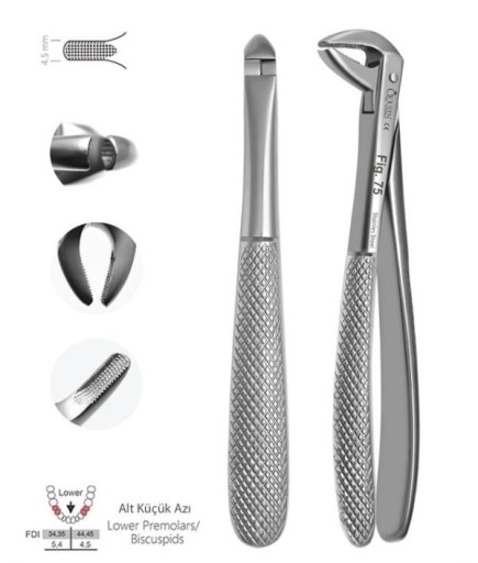 Queen  Alt Premolar Davyesi Fig- 75 4 5Mm 14 5Cm - QEF059